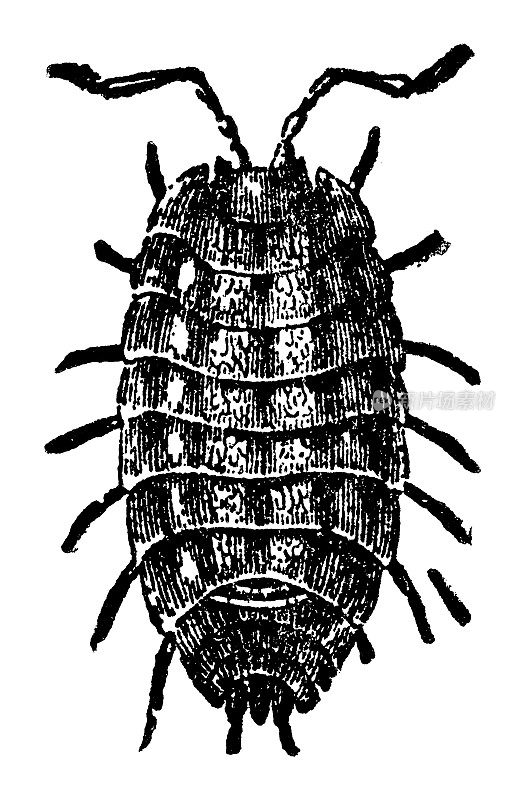 普通木虱(Oniscus Asellus) - 19世纪